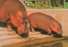 ANIMAUX & FAUNE - Hippopotames - Hippotamus - Carte Postale - Hippopotamuses