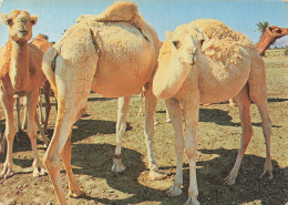 TUNISIE - Troupeau De Chameaux - Carte Postale - Tunesien