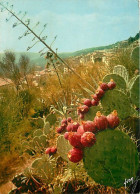 Fleurs - Plantes - Cactus - Bormes Les Mimosas - Vue Générale - CPM - Voir Scans Recto-Verso - Cactusses