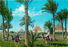 Egypte - Gizeh - Giza - Les Pyramides - The Pyramids - Chamelier - Chameaux - Voir Timbre - CPM - Voir Scans Recto-Verso - Gizeh
