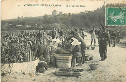 51 VERZY - VENDANGES EN CHAMPAGNE - LE TRIAGE DU RAISIN. VENDU EN ETAT - Verzy