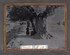 Y15534/ Altes Glasnegativ Ölberg Jerusalem Palästina Ca.1900 - Palestina