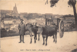 40-DANS LES LANDES- ATTELAGE DE BOEUFS - Aire