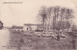 Vergèze -Pascalet Troupeau De Moutons Alentours De Vergèze Calvisson - Vergèze