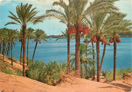 Egypte - Assouan - Aswan - Assuan - BeautifuI View Of The Nile At Asswan - Voir Timbre - CPM - Voir Scans Recto-Verso - Aswan