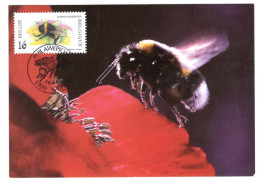 Carte Maximum Belgique Insecte Nature Coccinelle Onze Lieve Heersbeestje Les Cheminots Philatélistes Angleurs 1996 - 1991-2000