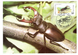 Carte Maximum Belgique Insecte Nature Lucanne Cerf-volant Vliegend Hert Lucanus Cervus SALM Phila Club Vielsalm 1996 - 1991-2000