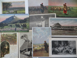 Ansichtskarten Sammlung Schafe Schafherde 49 Alte Karten Zum Thema - 5 - 99 Cartoline