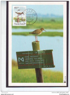 NETHERLAND, CARTE MAXIMUM - BIRDS-Limosa Limosa # - Picotenazas & Aves Zancudas