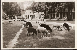 Zuidlaren - Schapen Op De Brink (!) 1958 - Zuidlaren