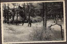 Zuidlaren - Boschgezicht - Rond 1930 - Zuidlaren