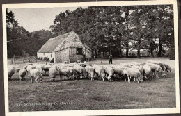 Ede, Schaapskooi Op De Ginkel Met De Herder - Ede