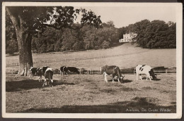 Arnhem - De Grote Weide - Koeien - Cows - Arnhem