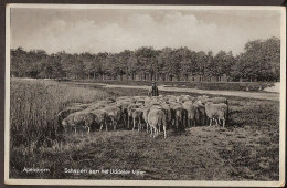 Apeldoorn 1932 - Schaapsherder Aan Het Uddeler Meer - Shepherd, Schäfer - Apeldoorn