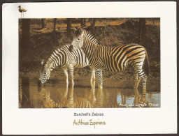 South Africa - Zebras  - Sud Africa