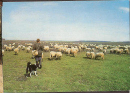 Drenthe - Drente - Schaapsherder - Sheep- Sheep Dog.  - Andere & Zonder Classificatie