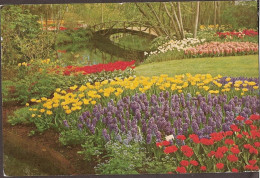 Lisse - Keukenhof - 1967 - Lisse