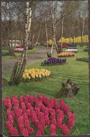 Lisse - Keukenhof - 1962 - Bloemen- Flowers - Lisse