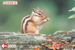 Chipmunk, Mushrooms, Transport Ticket, Japan - Japon