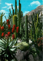Fleurs - Plantes - Cactus - Principauté De Monaco - Le Jardin Exotique - Voir Timbre De Monaco - Flamme Postale De Monac - Cactus