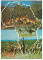 Kenya: IMPALA, TOPI, MASAI GIRAFFE - Inside Africa - (Size: 17 Cm X 12 Cm) - Kenia