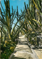 Fleurs - Plantes - Cactus - Principauté De Monaco - Dans Le Jardin Exotique - Une Allée De Cereus - CPM - Voir Scans Rec - Sukkulenten