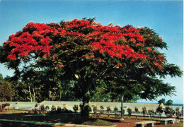 FLEURS PLANTES ET ARBRES - Fleur Tropicale - Flamboyant - Colorisé - Carte Postale - Arbres