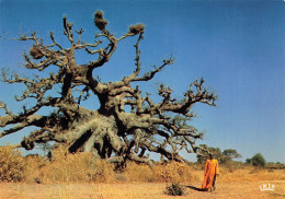 FLEURS PLANTES ET ARBRES - Afrique En Couleurs - A Baobab Tree - Colorisé - Carte Postale - Árboles