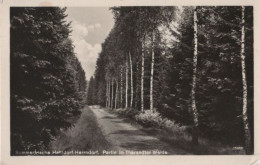 87109 - Halsbrücke-Hetzdorf - Herrndorf, Partie Im Tharandter Walde - 1955 - Hetzdorf