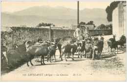 09 LAVELANET. Le Chevrier Et Ses Chèvres Et Boucs. Vieux Métiers - Lavelanet