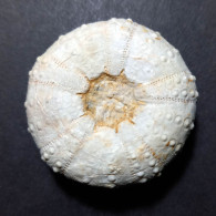 #POLYDIADEMA TRAVISENSIS Selten Seeigel Sea Urchin Fossile Kreide (Vereinigte Staaten) - Fossili