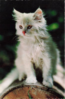 ANIMAUX - Un Chat Dans Le Jardin - Colorisé - Carte Postale - Cats