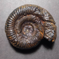 #KELLAWAYSITES BASSEAE Fossile Ammoniten Jura (Indien) - Fossili