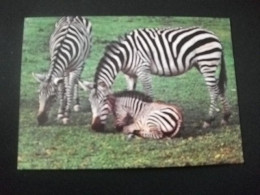 ZEBRE  (EQUUS BURCHELLI)  PARCO ZOO DEL GARDA AUTOSAFARI BUSSOLENGO PASTRENGO - Zebras