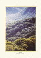 Oman Postcard Sent To Germany 11-12-2004 ?? Salalan - Oman