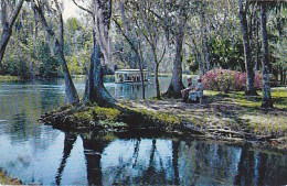 AK 209401 USA - Florida - Silver Springs - Along Silver River - Silver Springs