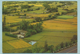 Bird's View Of Taiwan Rice Paddles - Taiwán