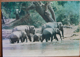 TROUPEAU D'ELEPHANTS SAUVAGES DANS LA RIVIERE RUHUNU NATIONAL PARK SRI LANKA  - Elefanti