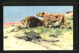 AK Beute Spähende Löwen  - Tigres