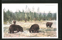 AK Yellowstone Park, WY, Bears At Upper Geysir Basin  - Yellowstone