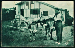 A69  FRANCE CPA GUETHARY - PAYS BASQUE , LES BOEUFS COIFFÉS - Verzamelingen & Kavels