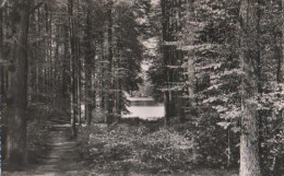 18603 - Eutin - Holst. Schweiz - Durchblick Zum Ukleisee - Ca. 1955 - Eutin