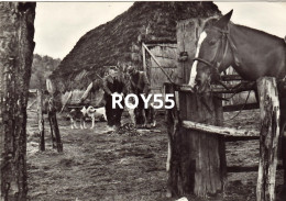 Toscana-grosseto-capalbio Riserva Turistica Caccia Al Cinghiale Veduta Capanno Cacciatori Cani Da Caccia Cavallo Anni 50 - Otros & Sin Clasificación