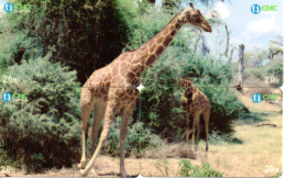 Puzzle Girafe Animal 4 Télécartes Chine Phonecard (P 82) - China