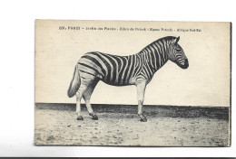 CPA PARIS JARDIN DES PLANTES , ZEBRE DE POTOCK, AFRIQUE SUD EST - Cebras