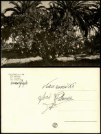 Postales Valencia València Un Naranjo An Orange-tree Orangen-Baum 1940 - Sonstige & Ohne Zuordnung