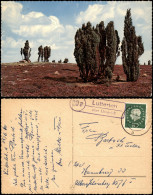 Ansichtskarte Stimmungsbild Lüneburger Heide 1960   Mit Landpoststempel - Lüneburger Heide