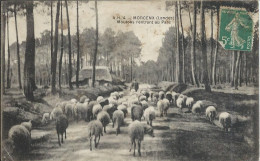 [40] Landes > Morcenx Moutons Rentrant Au Parc - Morcenx