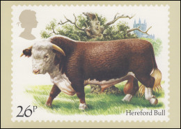 Großbritannien: 981 Rinderrasse Hereford Bull Auf AK Mit ET-O OXFORD 6.3.1984 - Hoftiere