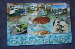 British West Indies:Cayman Islands, Turtle Farm - Turtles